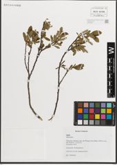 Foto von Salix L.